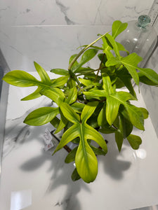 Philodendron "Florida Ghost" #31