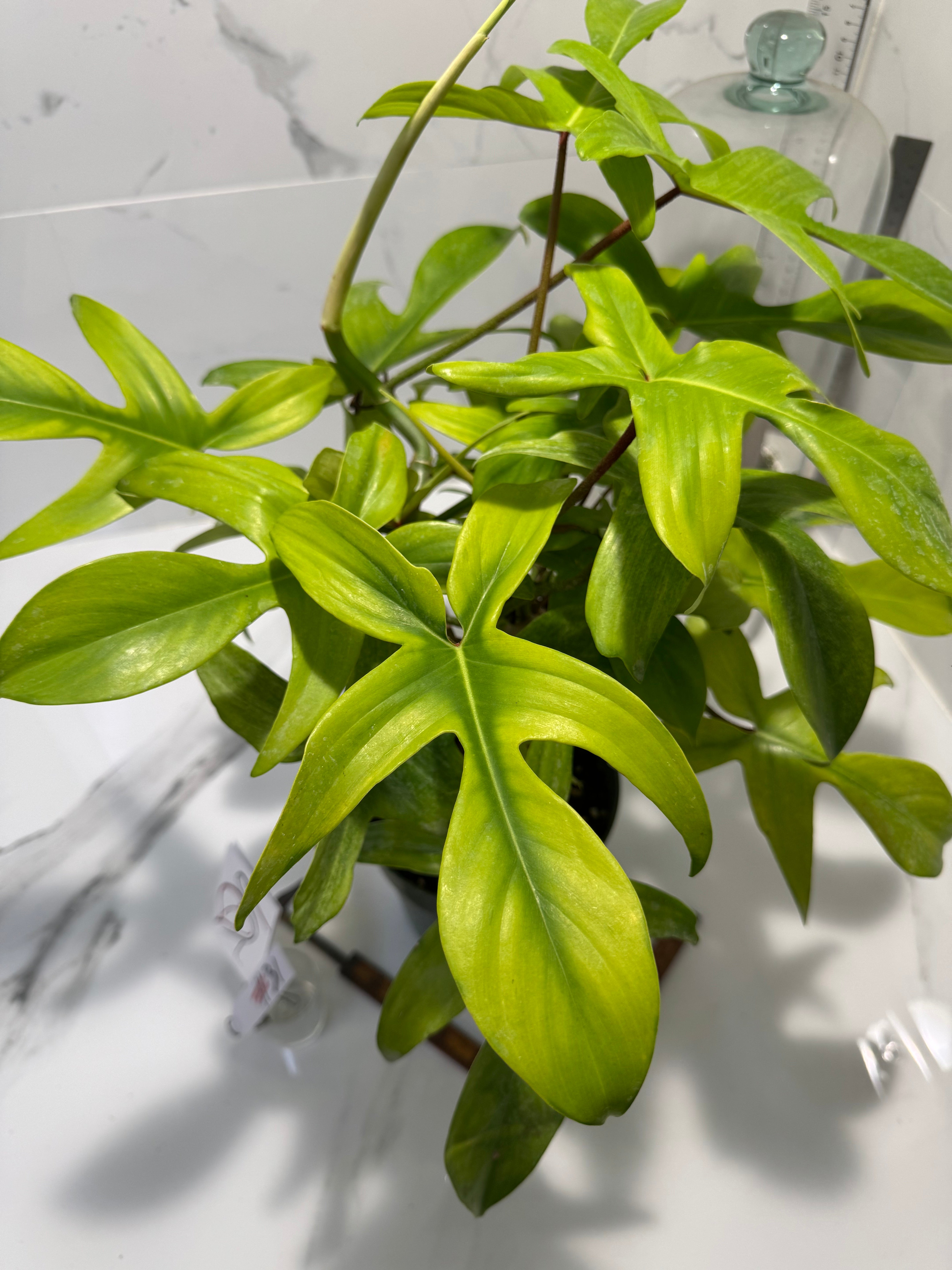 Philodendron "Florida Ghost" #31
