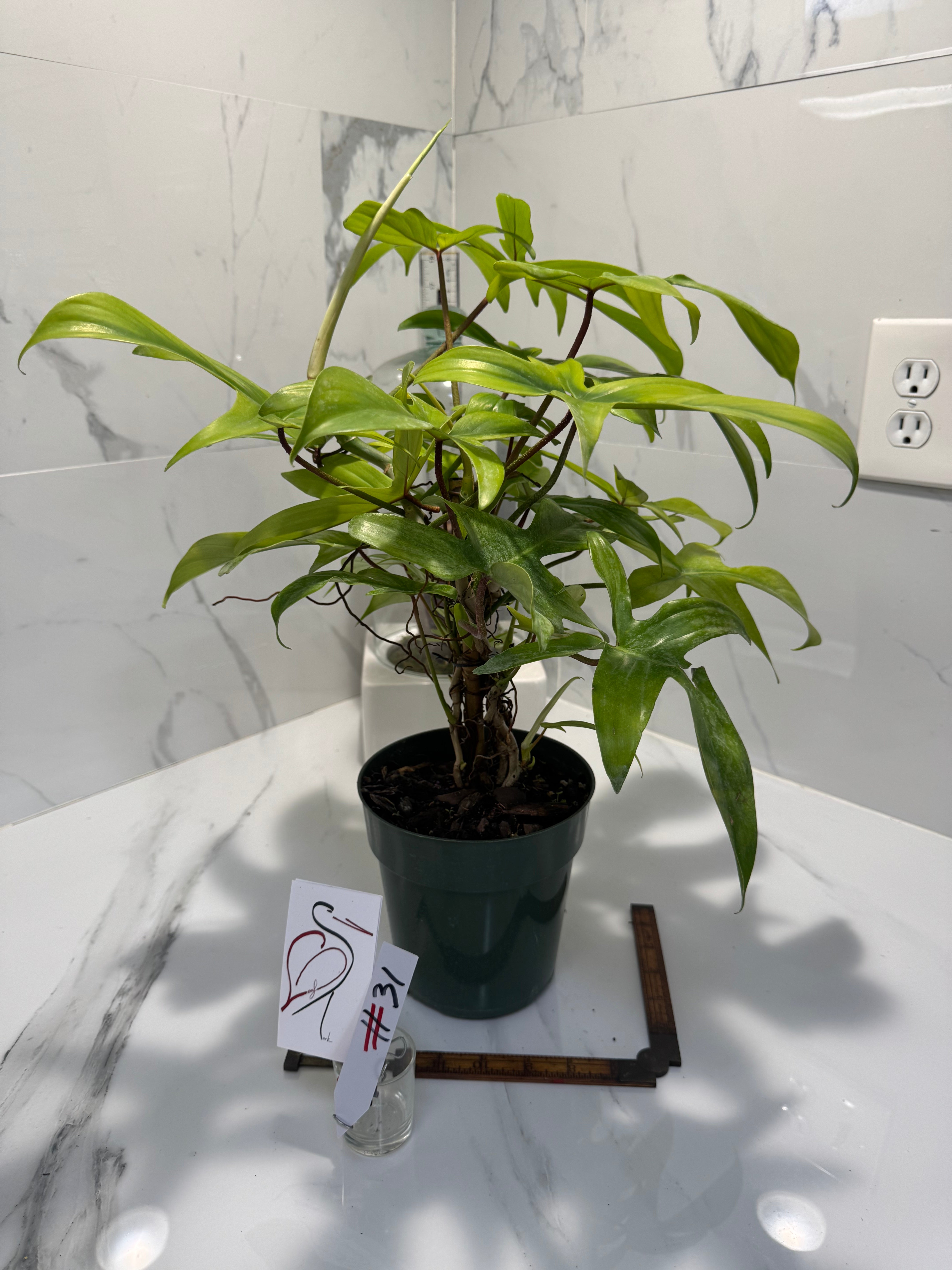 Philodendron "Florida Ghost" #31