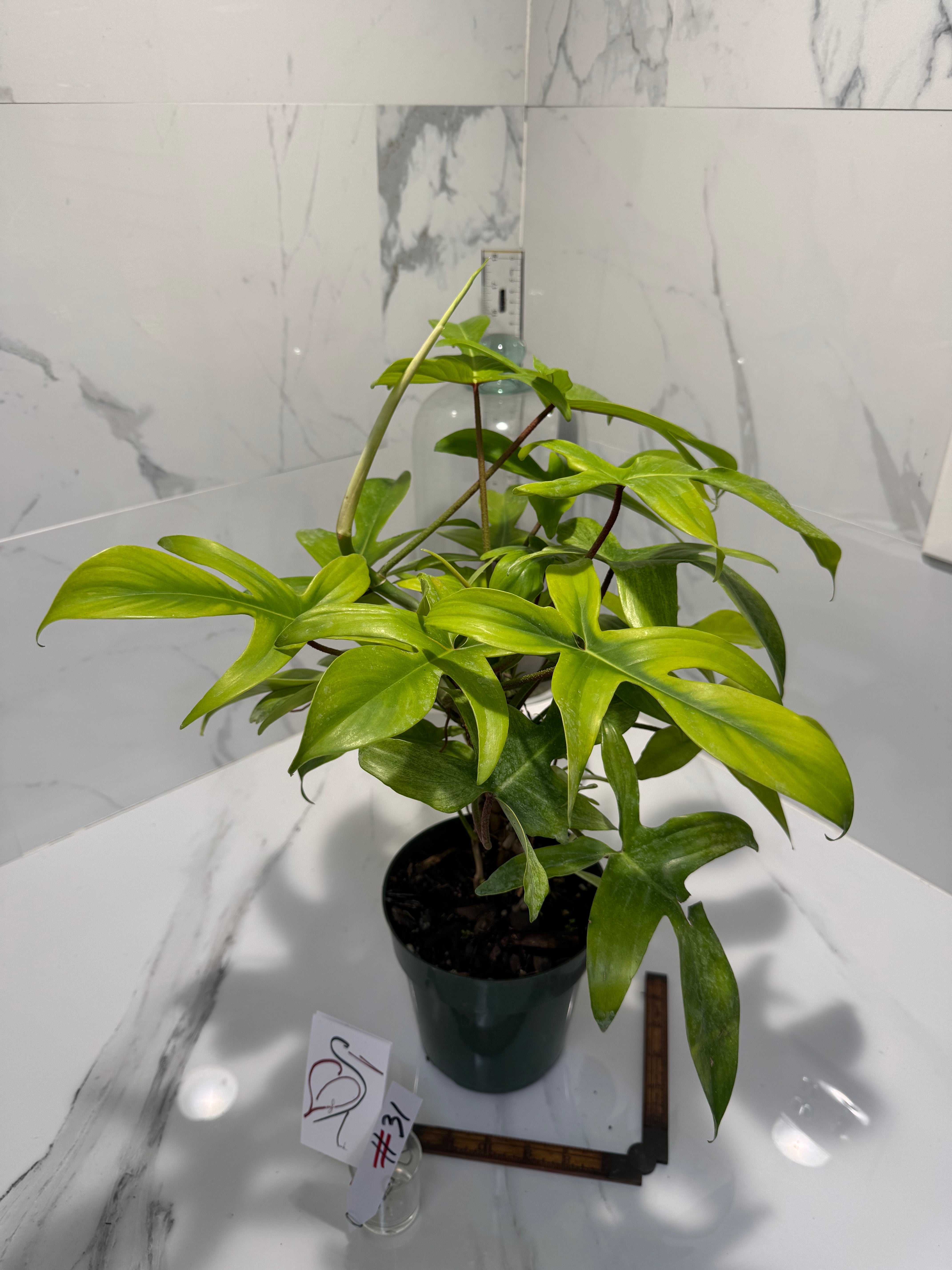 Philodendron "Florida Ghost" #31
