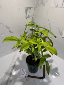 Philodendron "Florida Ghost" #31
