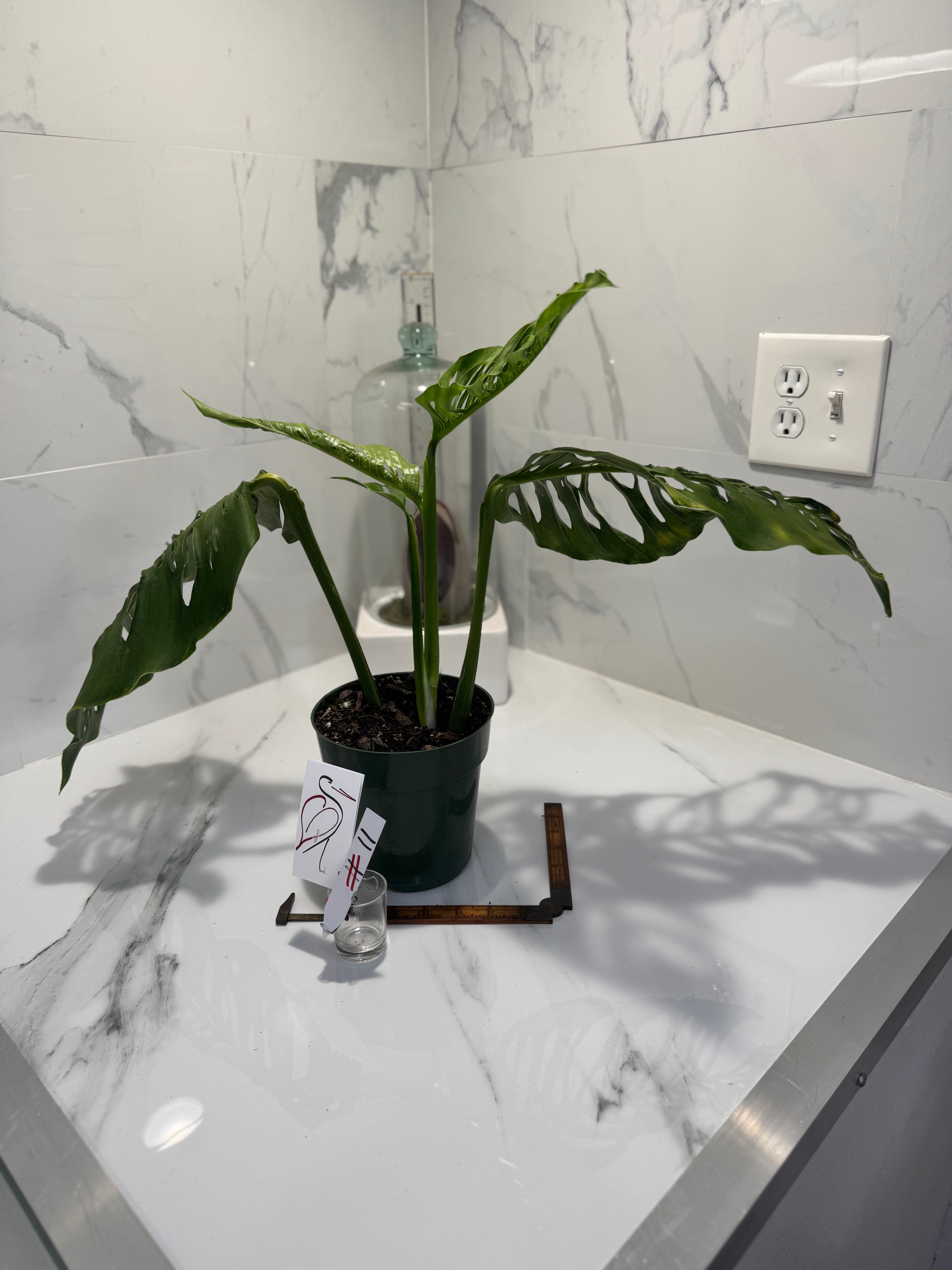 Monstera Laniata 'True Form' #11