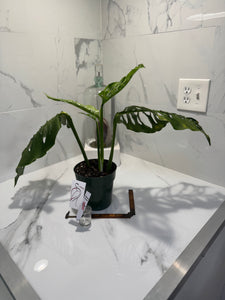 Monstera Laniata 'True Form' #11