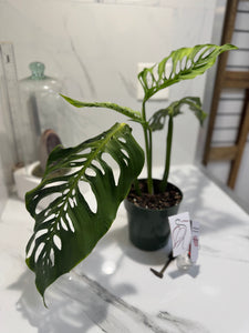 Monstera Laniata 'True Form' #11