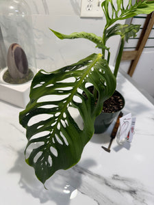 Monstera Laniata 'True Form' #11