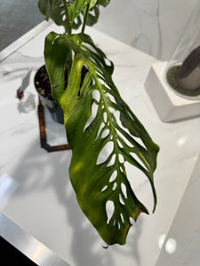 Monstera Laniata 'True Form' #11