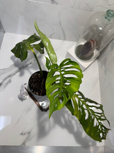 Monstera Laniata 'True Form' #11