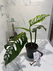 Monstera Laniata 'True Form' #11