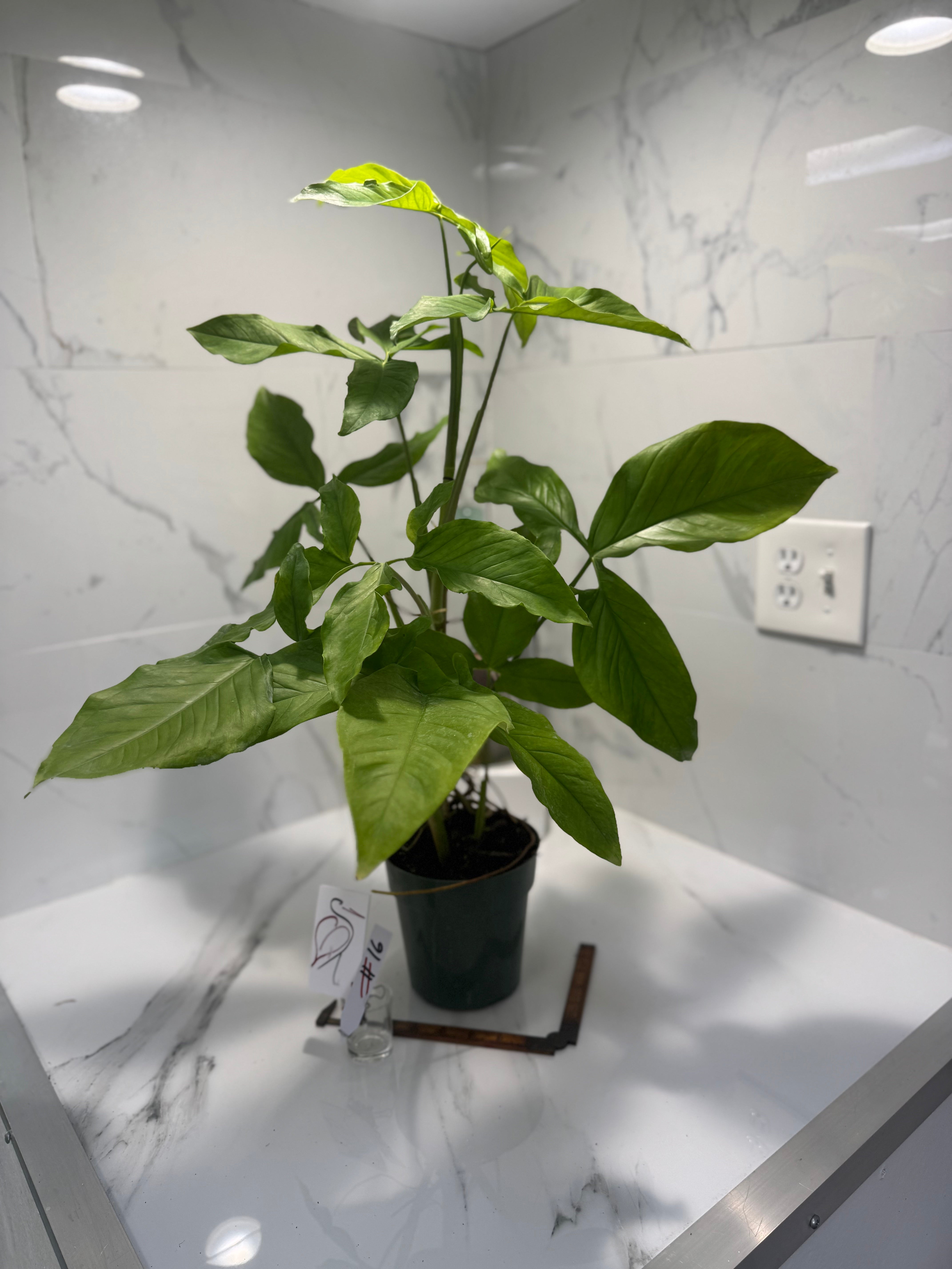 Syngonium Auritum #16