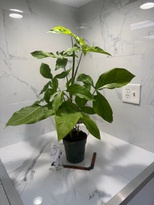 Syngonium Auritum #16