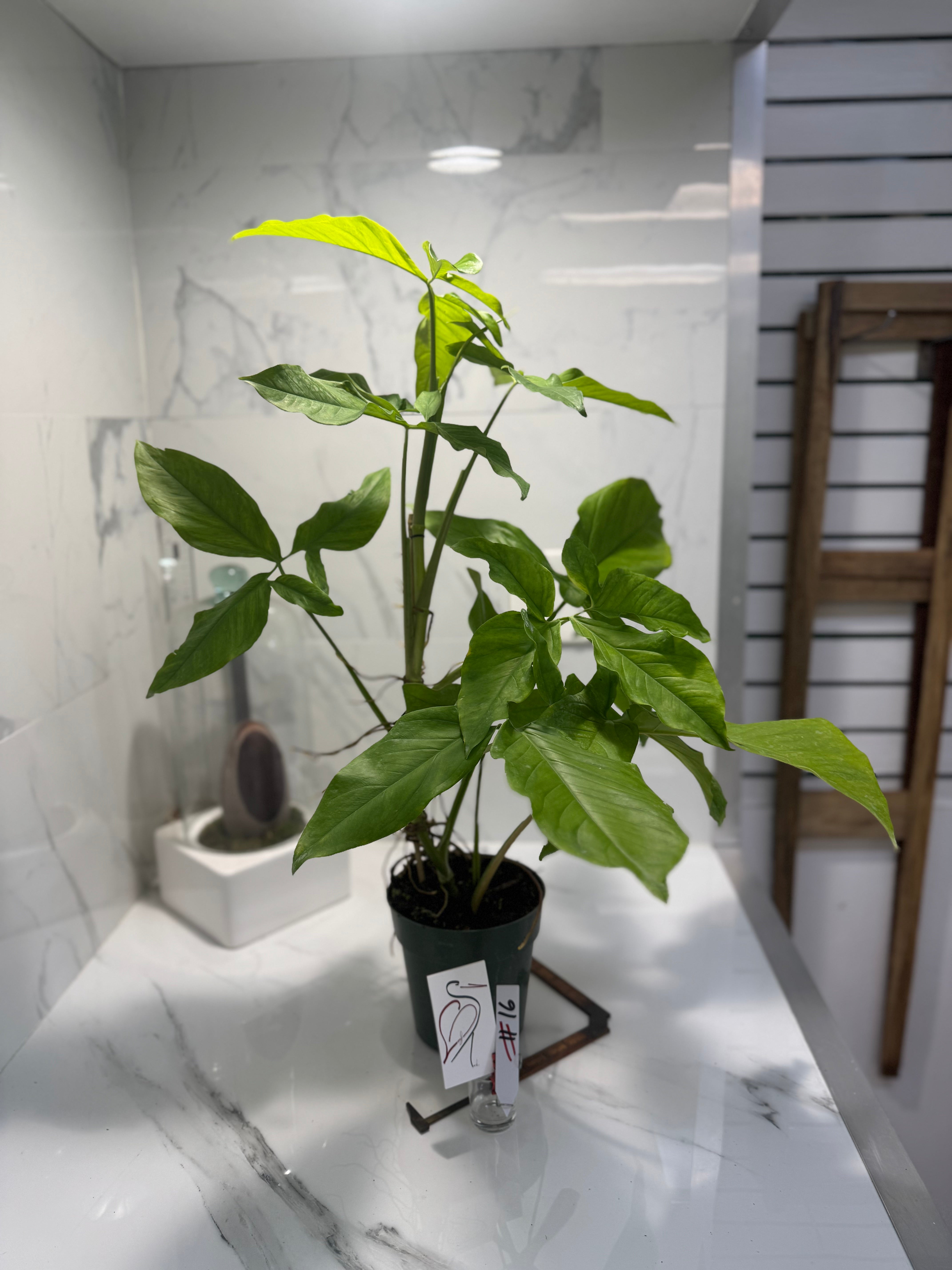Syngonium Auritum #16