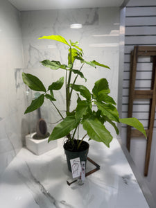 Syngonium Auritum #16