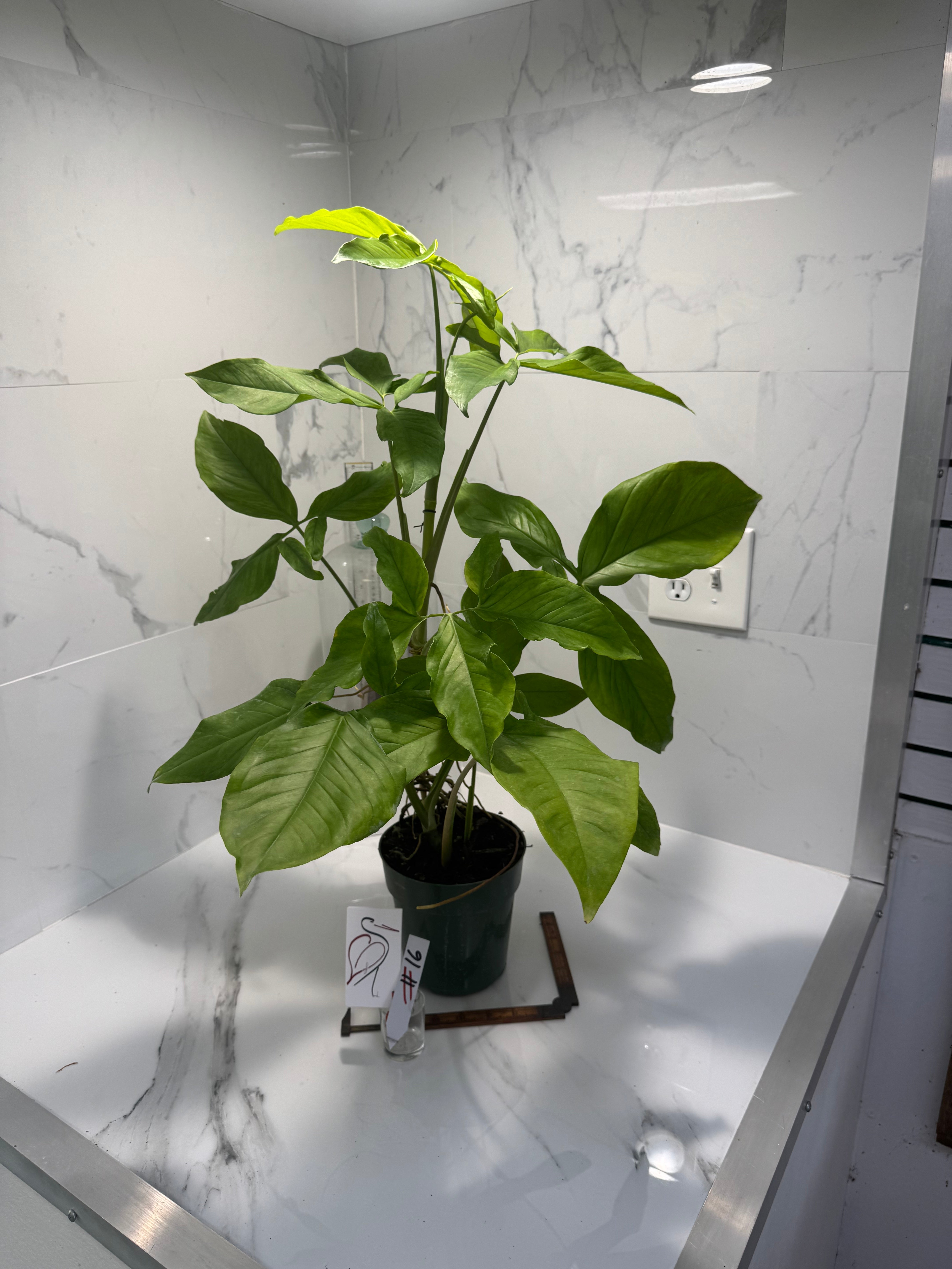 Syngonium Auritum #16