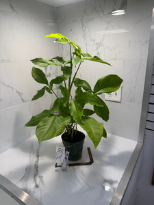 Syngonium Auritum #16