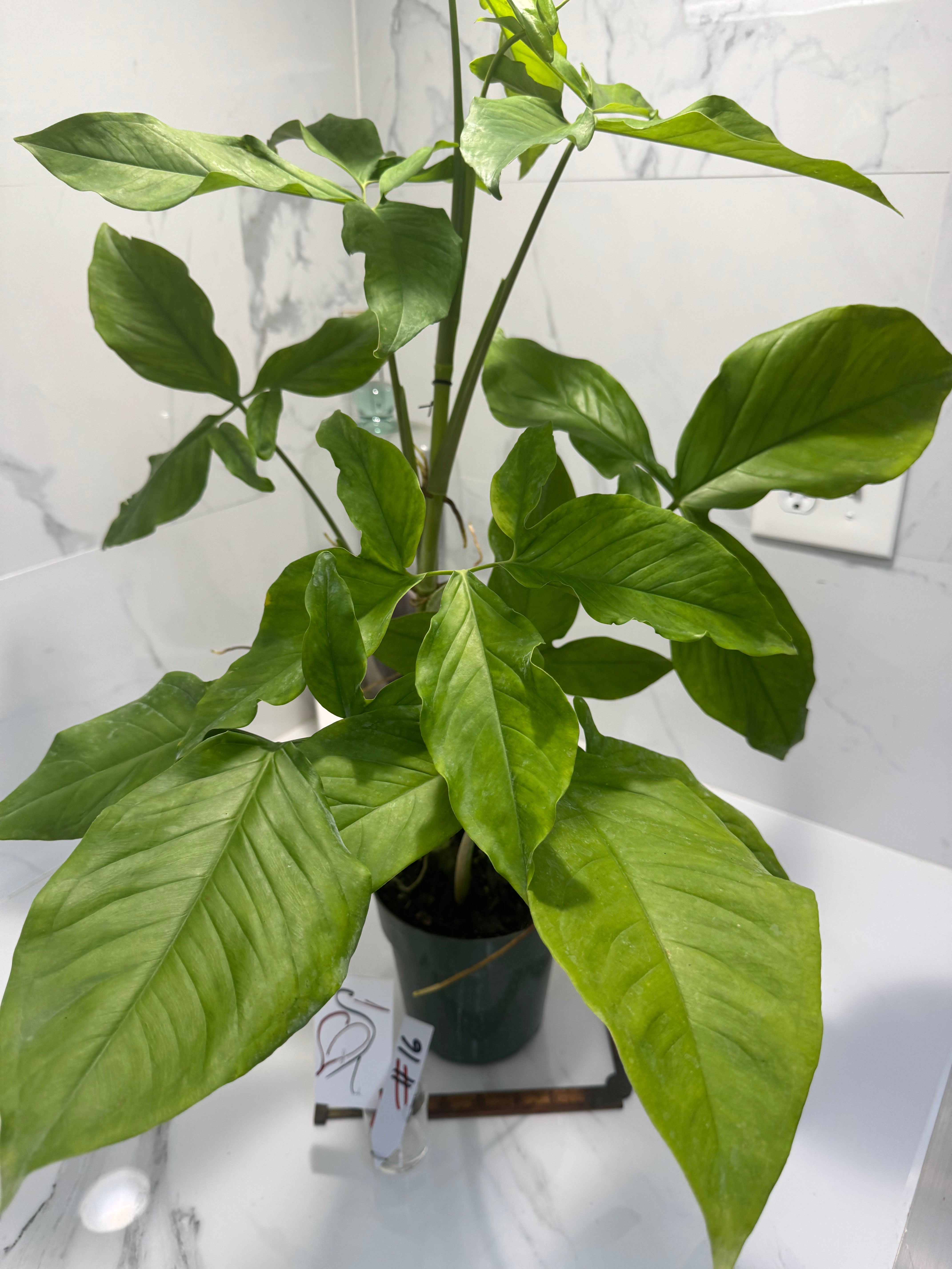 Syngonium Auritum #16