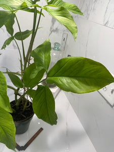Syngonium Auritum #16