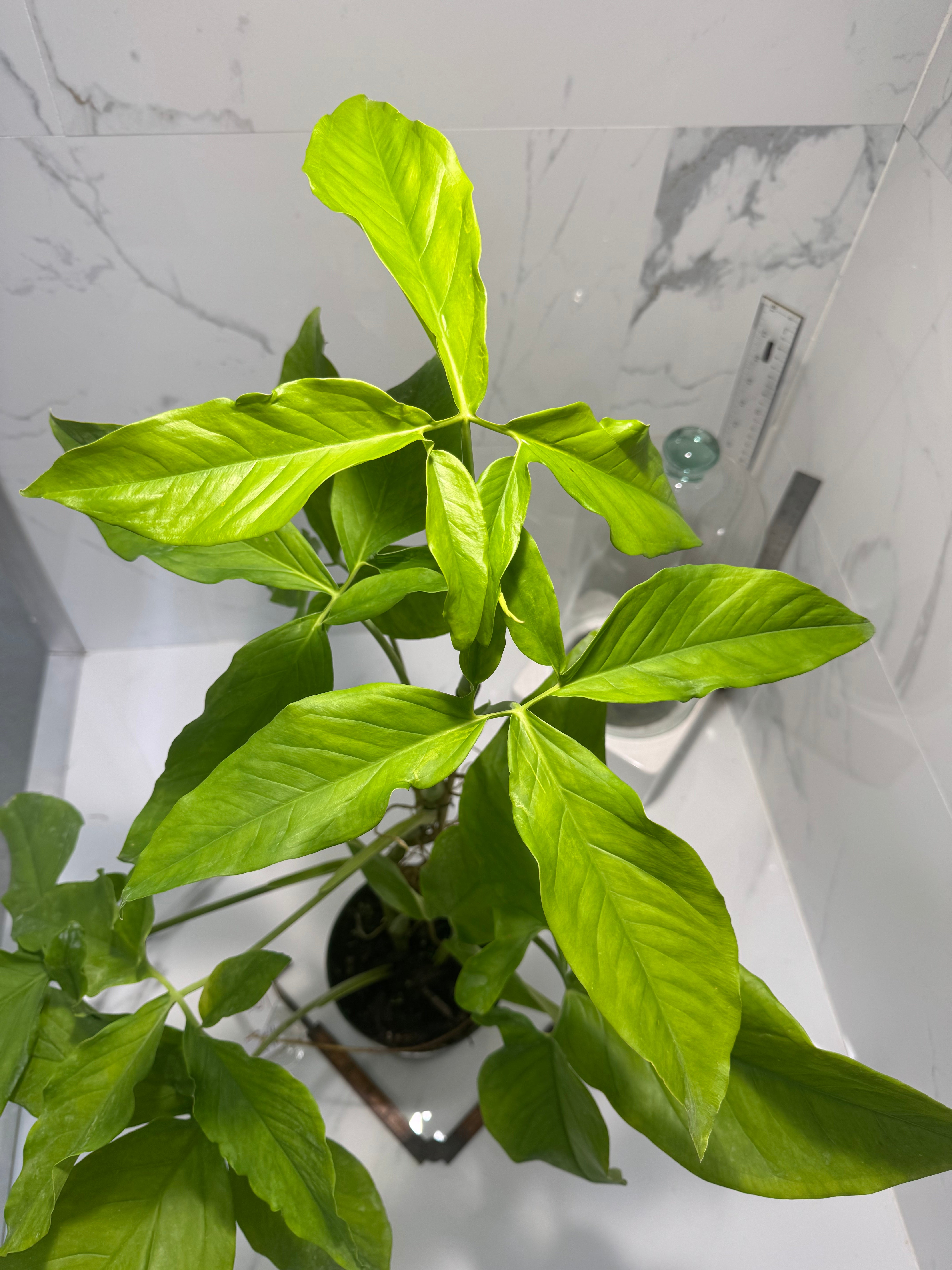 Syngonium Auritum #16