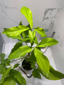 Syngonium Auritum #16