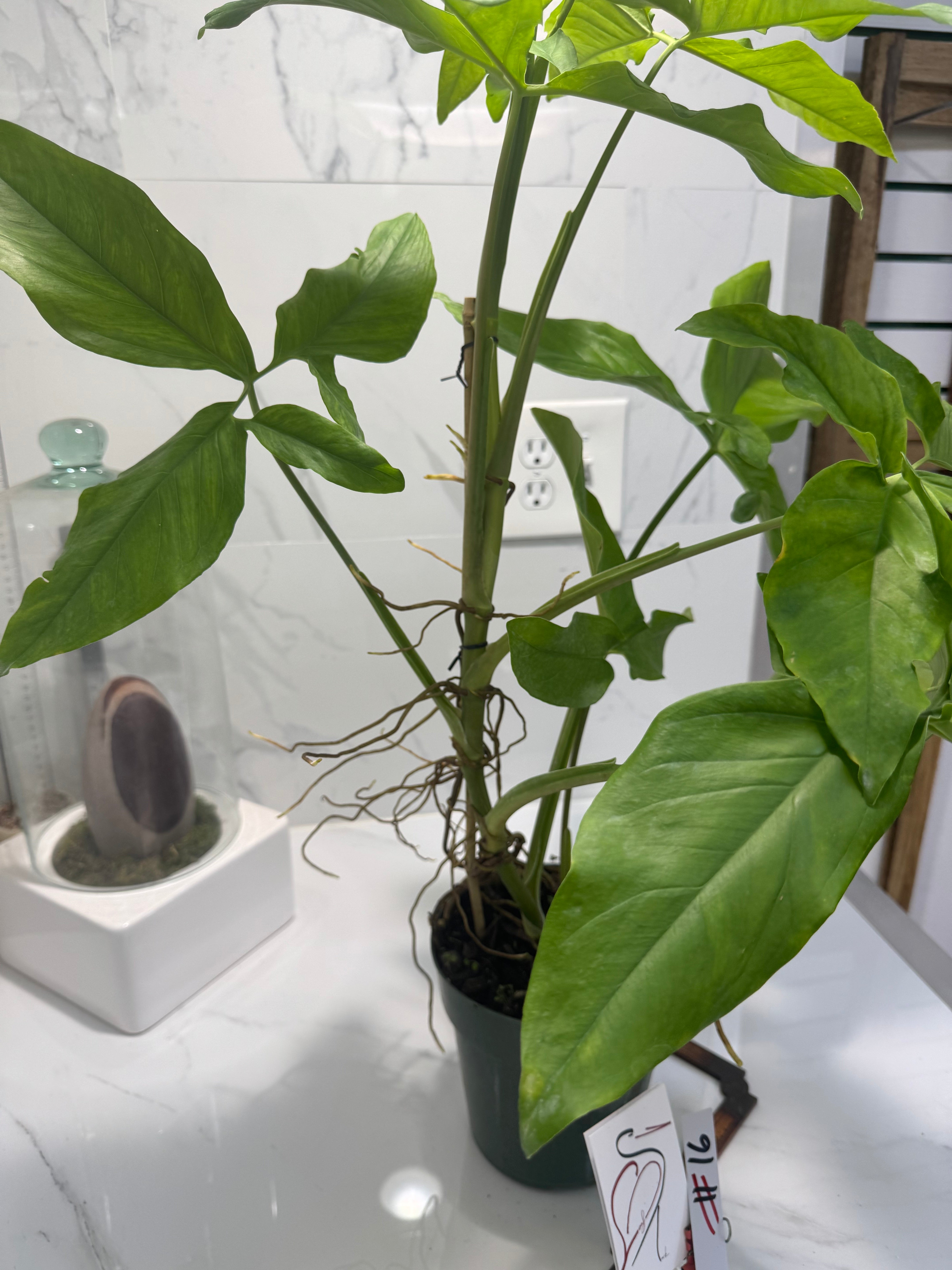 Syngonium Auritum #16