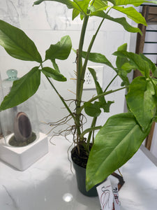 Syngonium Auritum #16