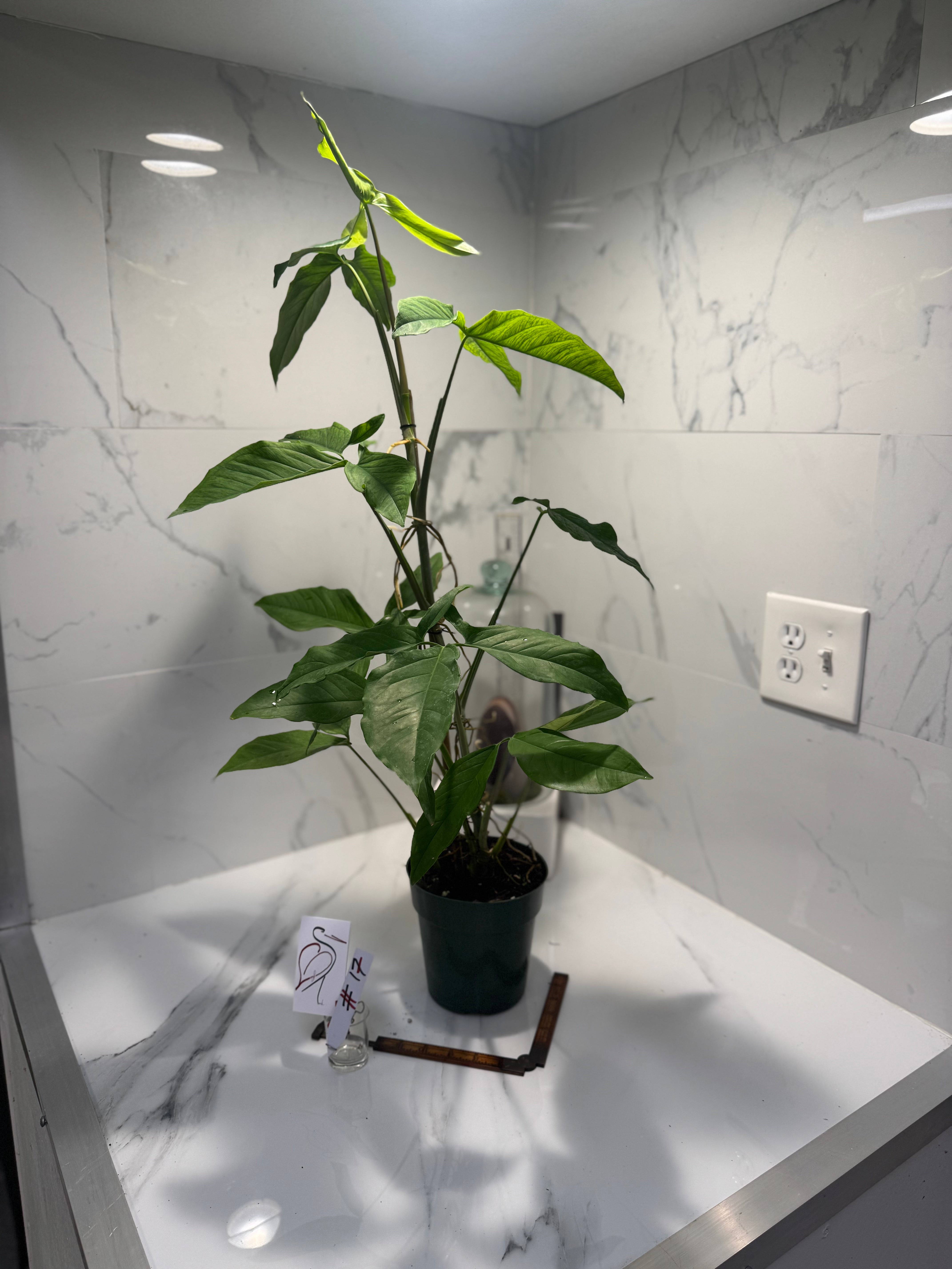 Syngonium Auritum #17