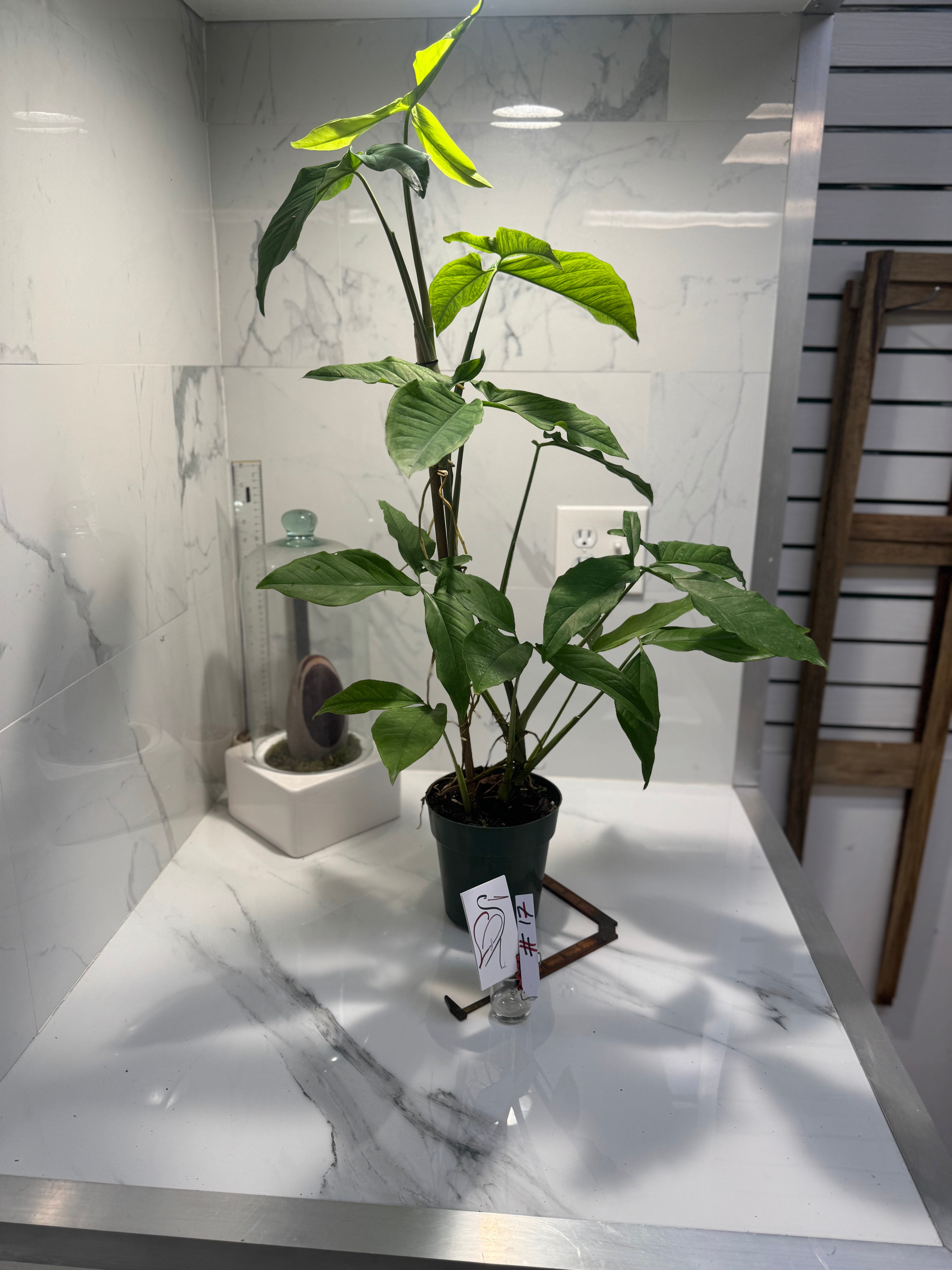 Syngonium Auritum #17