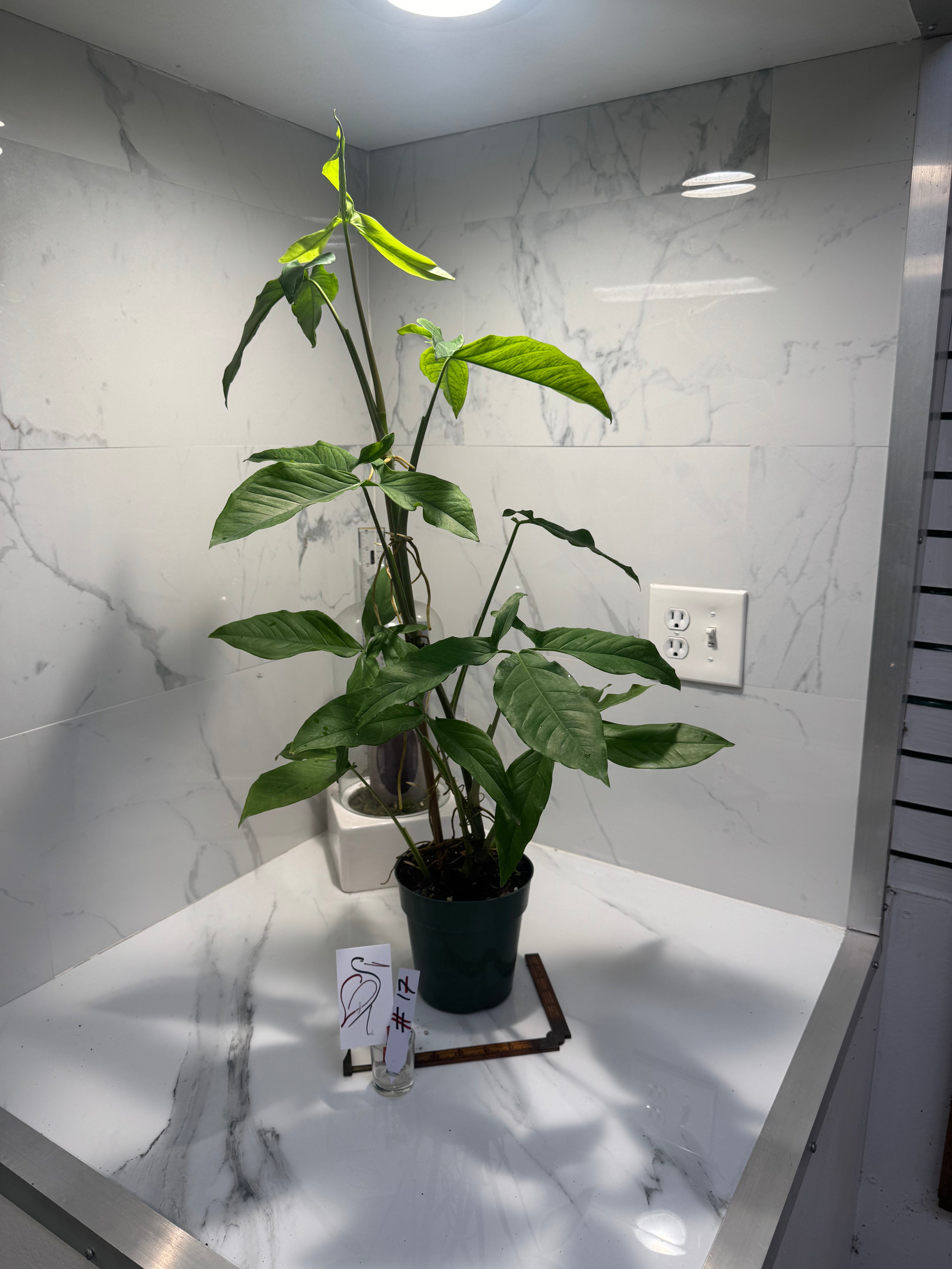 Syngonium Auritum #17