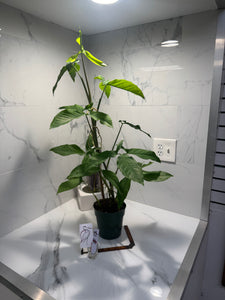 Syngonium Auritum #17