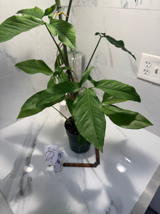Syngonium Auritum #17
