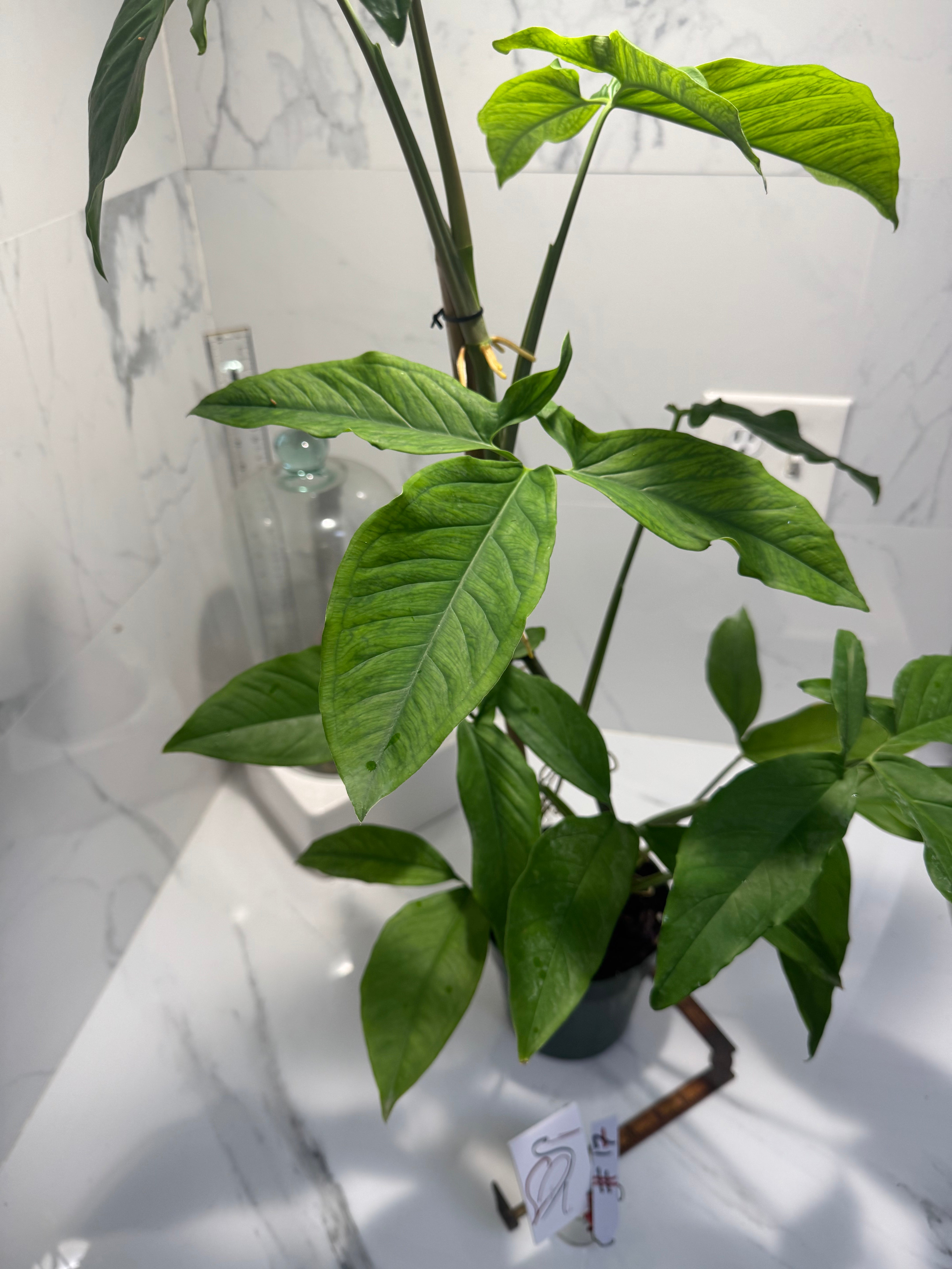 Syngonium Auritum #17