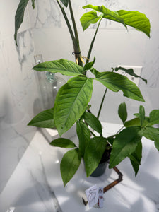 Syngonium Auritum #17