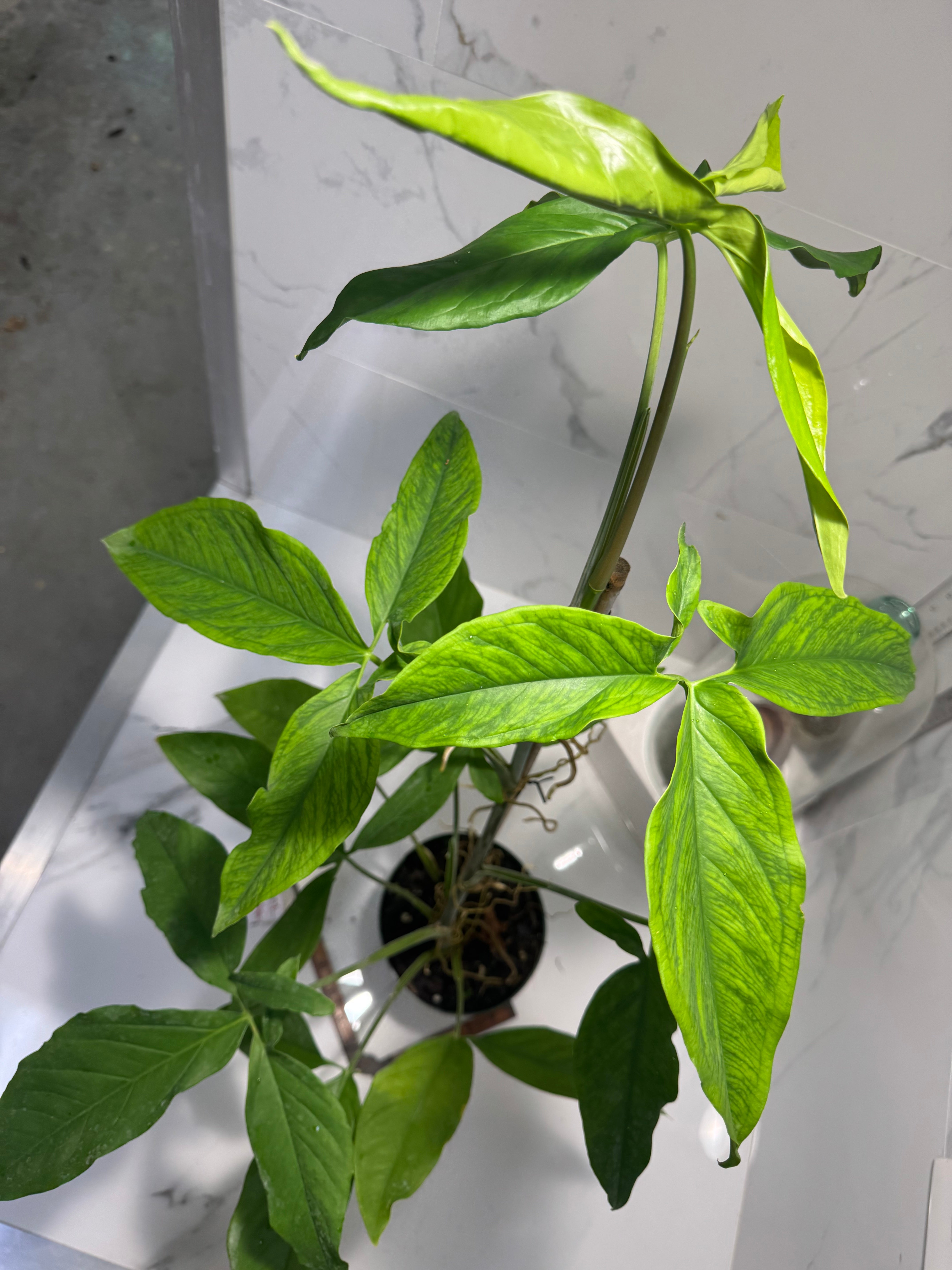 Syngonium Auritum #17
