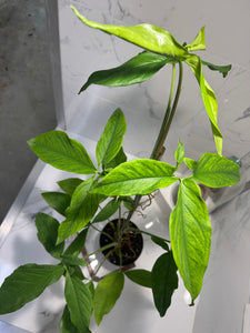 Syngonium Auritum #17