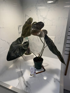 Anthurium Queen of Hearts #24