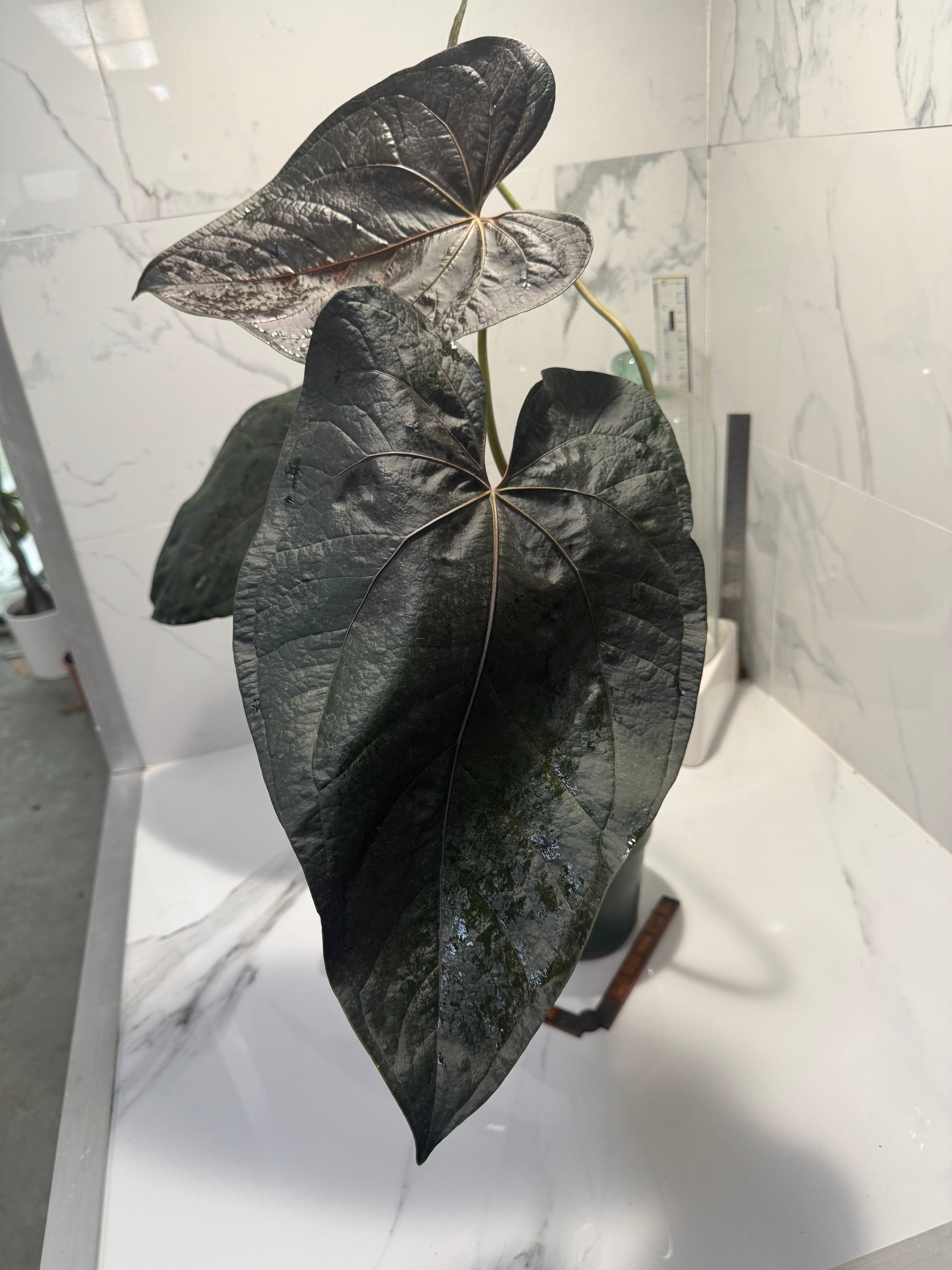 Anthurium Queen of Hearts #24