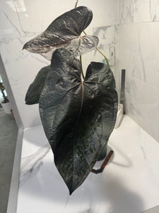 Anthurium Queen of Hearts #24