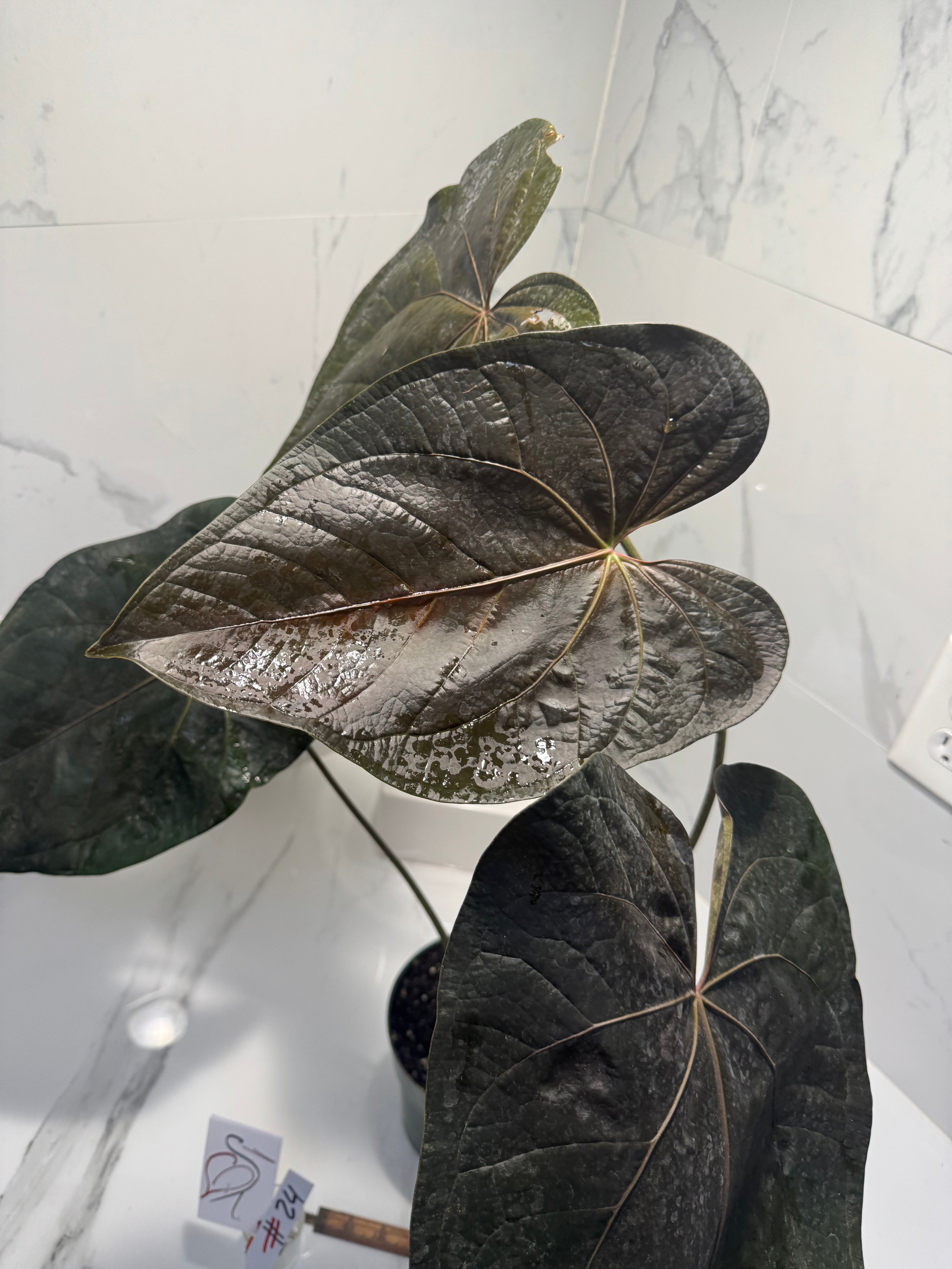Anthurium Queen of Hearts #24