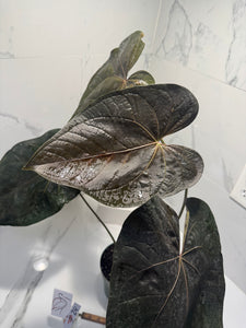 Anthurium Queen of Hearts #24