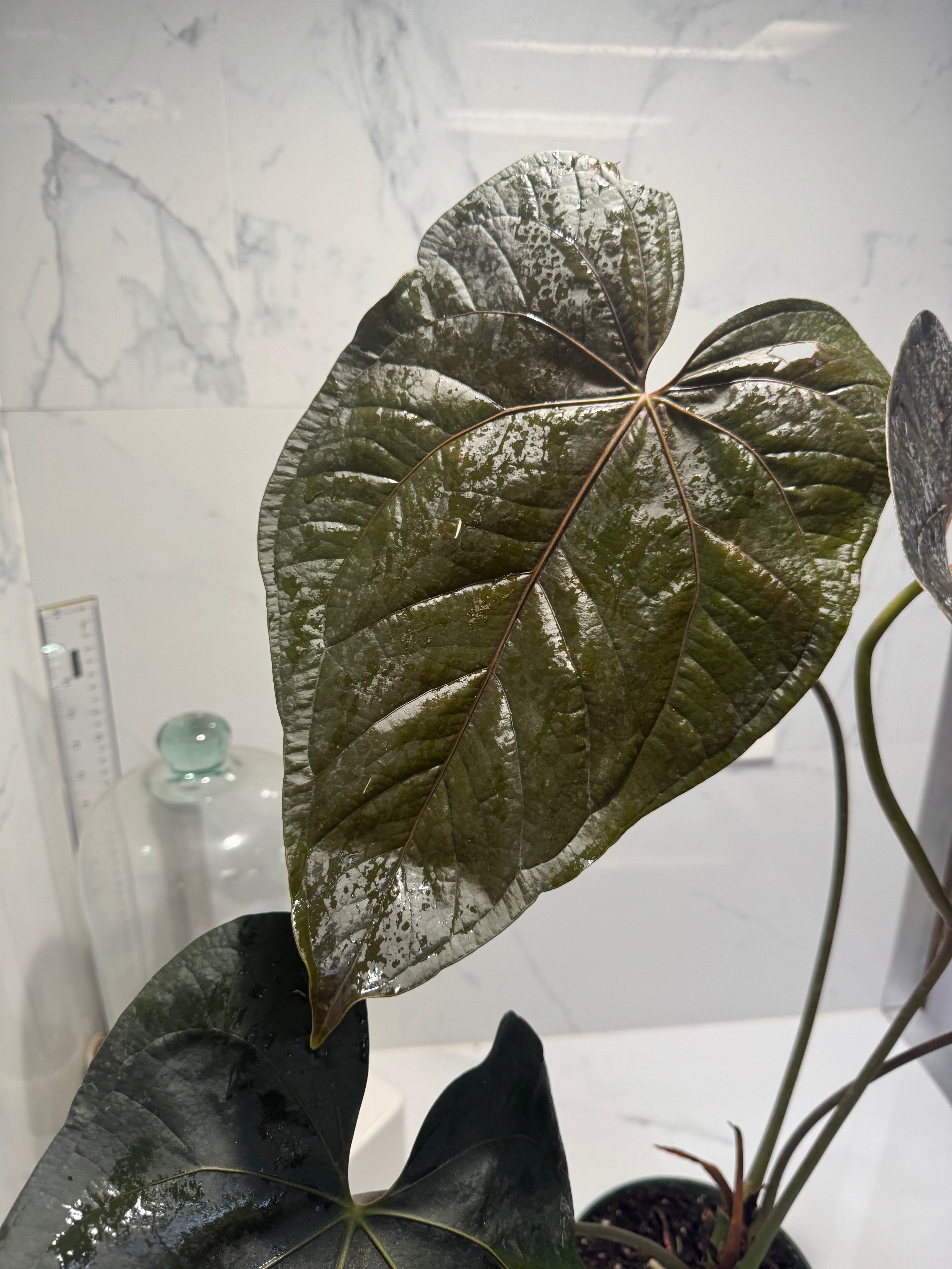 Anthurium Queen of Hearts #24