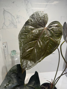 Anthurium Queen of Hearts #24