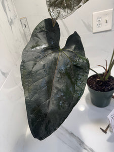 Anthurium Queen of Hearts #24