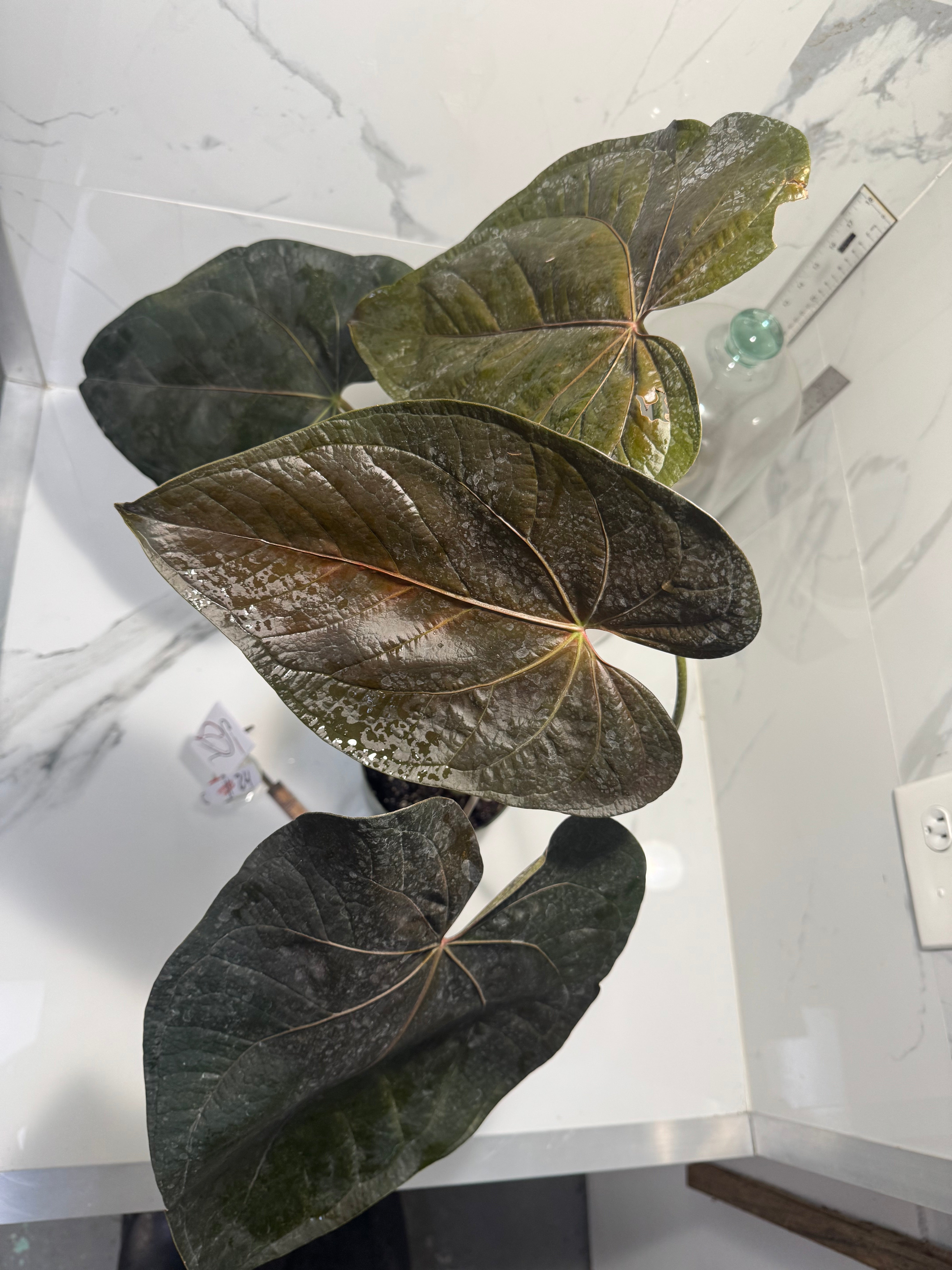 Anthurium Queen of Hearts #24