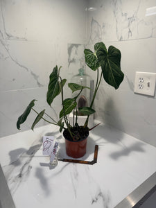Philodendron Gloriosum #90