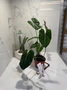 Philodendron Gloriosum #90
