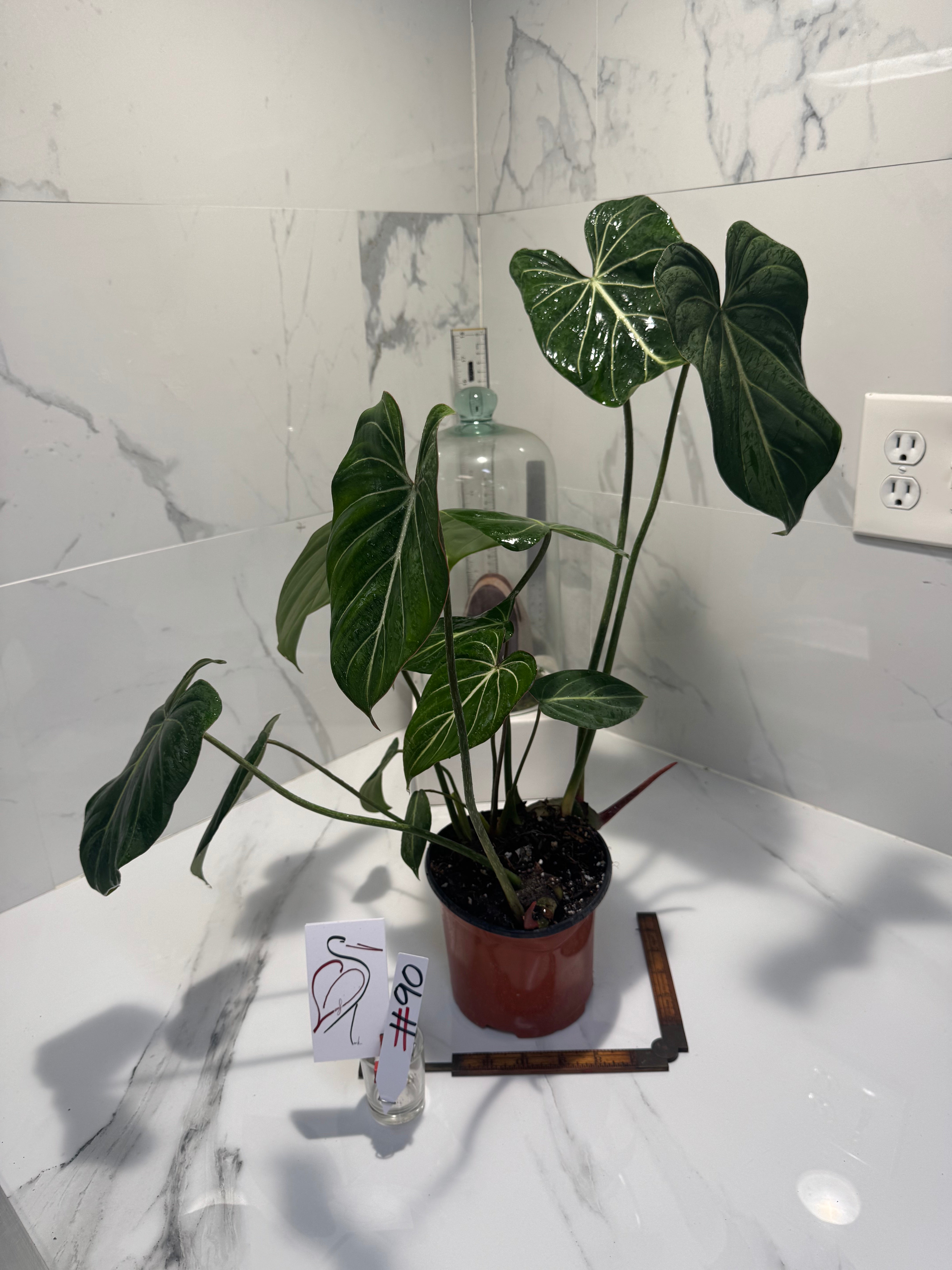 Philodendron Gloriosum #90