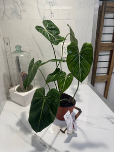 Philodendron Gloriosum #90