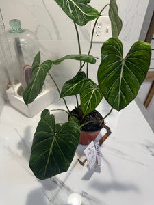 Philodendron Gloriosum #90