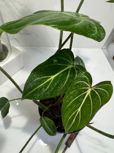 Philodendron Gloriosum #90