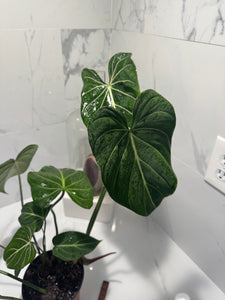 Philodendron Gloriosum #90