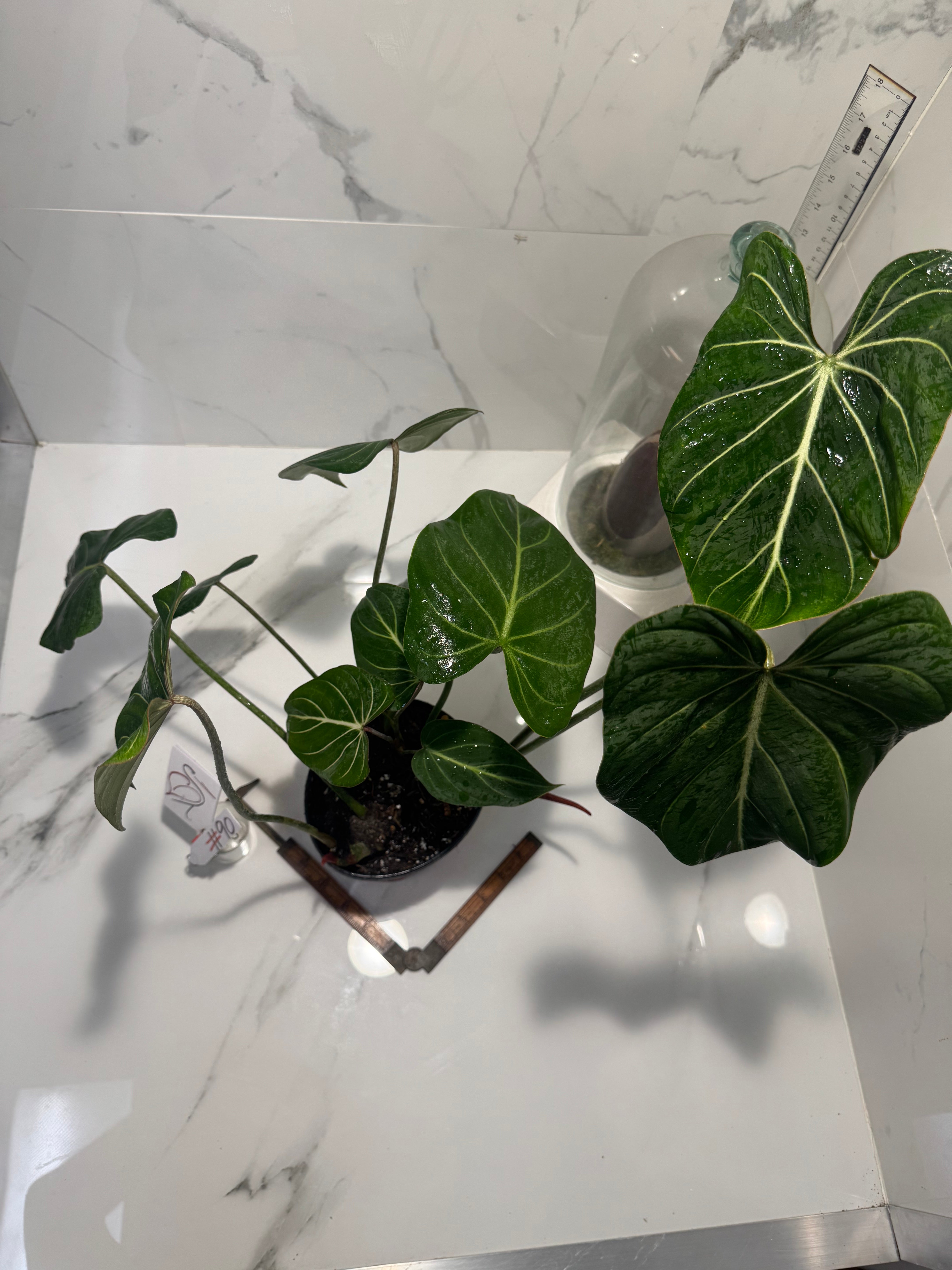 Philodendron Gloriosum #90